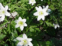 Images de printemps